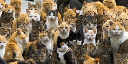 A Ilha dos Gatos: Conheça a ilha japonesa invadida por gatos