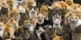 A Ilha dos Gatos: Conheça a ilha japonesa invadida por gatos