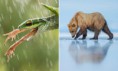 Conheça as fotografias finalistas do 12º prêmio anual que reuniu imagens de mais de 26 mil fotógrafos